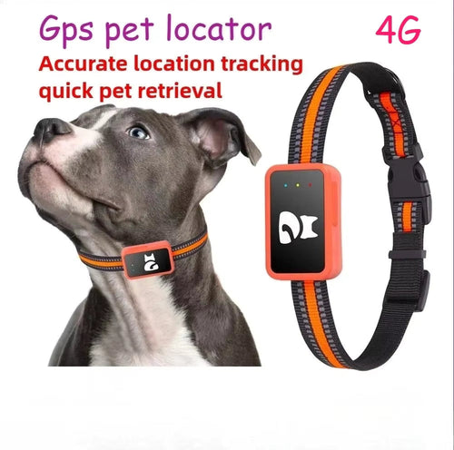 4G GPS Pet Tracker Collar on a dog